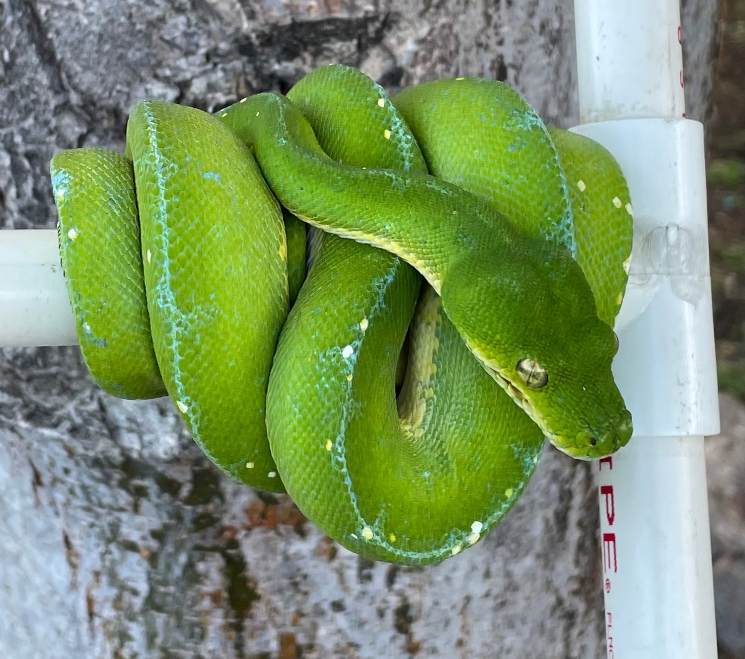Jayapura Green Tree Python - Image 3