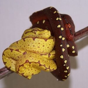 Baby Red and Yellow Patterned Green Tree Python