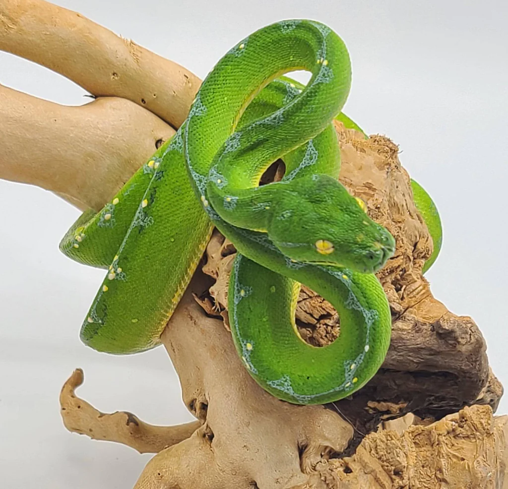Jayapura Green Tree Python